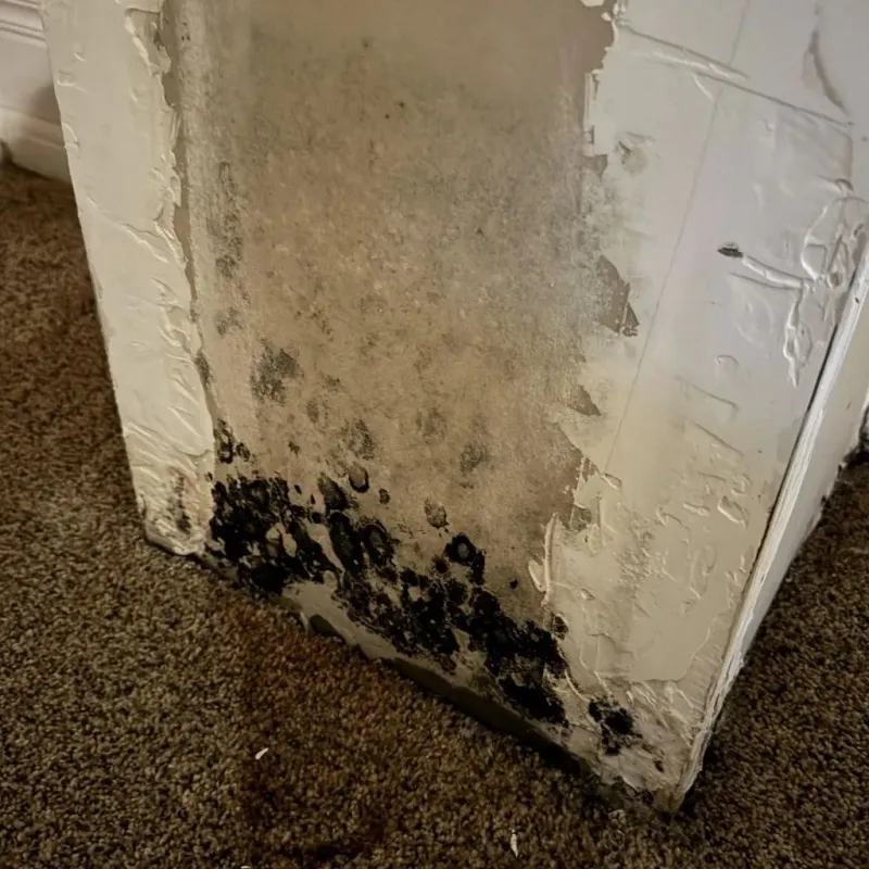 Professional Mold Removal in Madison, MS